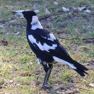 Gymnorhina tibicen (Australian Magpie) at Bandiana, VIC - 31 Dec 2024 by KylieWaldon