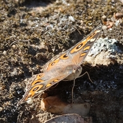 Junonia villida (Meadow Argus) at Bandiana, VIC - 31 Dec 2024 by KylieWaldon