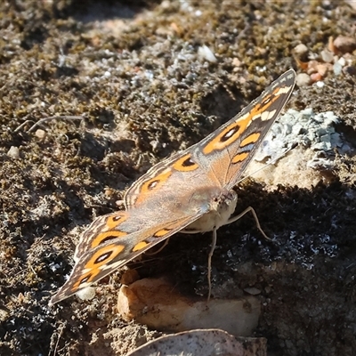 Junonia villida (Meadow Argus) at Bandiana, VIC - 30 Dec 2024 by KylieWaldon