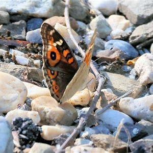 Junonia villida at Bandiana, VIC - 31 Dec 2024 07:58 AM