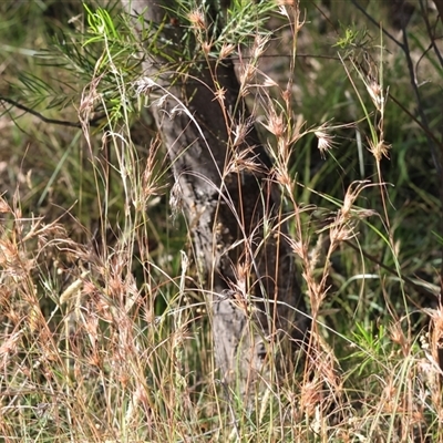 Themeda triandra (Kangaroo Grass) at Bandiana, VIC - 31 Dec 2024 by KylieWaldon