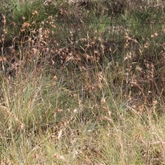 Themeda triandra at Bandiana, VIC - 31 Dec 2024