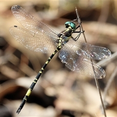 Parasynthemis regina at Bandiana, VIC - 31 Dec 2024 08:05 AM