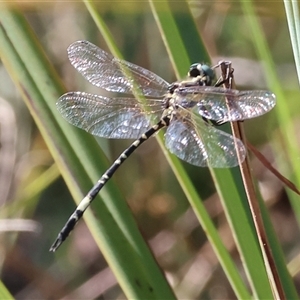 Parasynthemis regina at Bandiana, VIC - 31 Dec 2024 08:05 AM