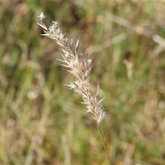 Rytidosperma sp. (Wallaby Grass) at Bandiana, VIC - 31 Dec 2024 by KylieWaldon