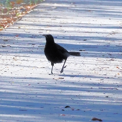 Corcorax melanorhamphos (White-winged Chough) at Bandiana, VIC - 31 Dec 2024 by KylieWaldon