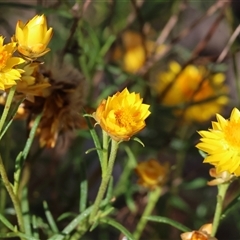 Xerochrysum viscosum (Sticky Everlasting) at Bandiana, VIC - 31 Dec 2024 by KylieWaldon