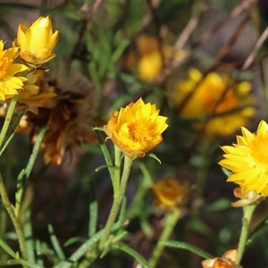 Xerochrysum viscosum at Bandiana, VIC - 31 Dec 2024