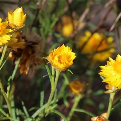 Xerochrysum viscosum (Sticky Everlasting) at Bandiana, VIC - 31 Dec 2024 by KylieWaldon