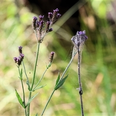 Verbena incompta (Purpletop) at Bandiana, VIC - 31 Dec 2024 by KylieWaldon