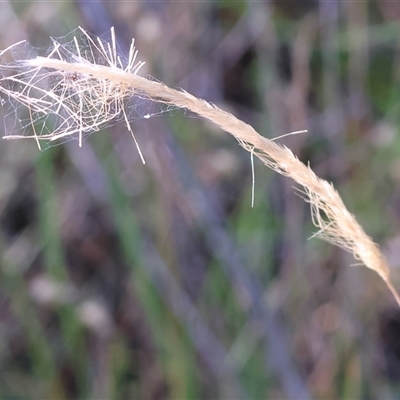 Dichelachne sp. (Plume Grasses) at Bandiana, VIC - 30 Dec 2024 by KylieWaldon