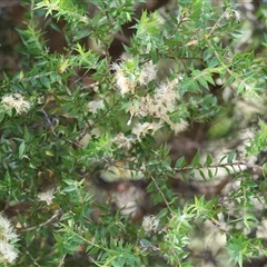 Melaleuca styphelioides (Prickly-leaved Tea-tree) at Bandiana, VIC - 31 Dec 2024 by KylieWaldon