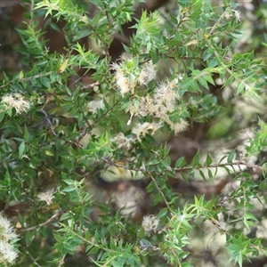 Melaleuca styphelioides at Bandiana, VIC - 31 Dec 2024 08:02 AM