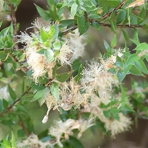 Melaleuca styphelioides at Bandiana, VIC - 31 Dec 2024 08:02 AM