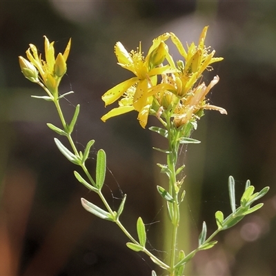 Hypericum perforatum (St John's Wort) at Bandiana, VIC - 30 Dec 2024 by KylieWaldon