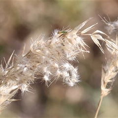 Rytidosperma sp. (Wallaby Grass) at Bandiana, VIC - 31 Dec 2024 by KylieWaldon