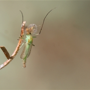 Chironomidae (family) at Bandiana, VIC - 31 Dec 2024 08:07 AM