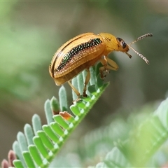 Calomela juncta (Leaf beetle) at Bandiana, VIC - 31 Dec 2024 by KylieWaldon