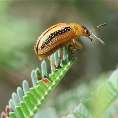 Calomela juncta (Leaf beetle) at Bandiana, VIC - 31 Dec 2024 by KylieWaldon