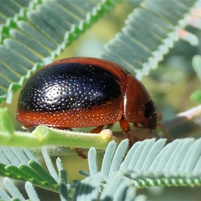 Dicranosterna immaculata (Acacia leaf beetle) at Bandiana, VIC - 31 Dec 2024 by KylieWaldon