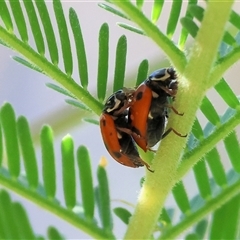 Hippodamia variegata (Spotted Amber Ladybird) at Bandiana, VIC - 30 Dec 2024 by KylieWaldon