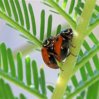 Hippodamia variegata (Spotted Amber Ladybird) at Bandiana, VIC - 30 Dec 2024 by KylieWaldon