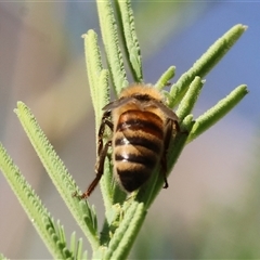 Apis mellifera at Bandiana, VIC - 30 Dec 2024 by KylieWaldon