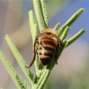 Apis mellifera at Bandiana, VIC - 31 Dec 2024 08:10 AM