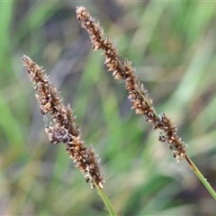 Carex appressa (Tall Sedge) at Bandiana, VIC - 31 Dec 2024 by KylieWaldon