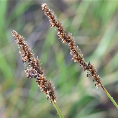 Carex appressa (Tall Sedge) at Bandiana, VIC - 31 Dec 2024 by KylieWaldon