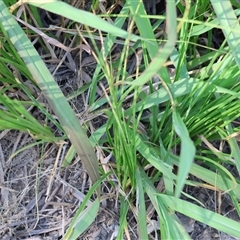 Carex appressa at Bandiana, VIC - 31 Dec 2024