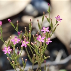 Centaurium erythraea (Common Centaury) at Bandiana, VIC - 30 Dec 2024 by KylieWaldon