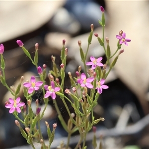 Centaurium erythraea at Bandiana, VIC - 31 Dec 2024 08:11 AM