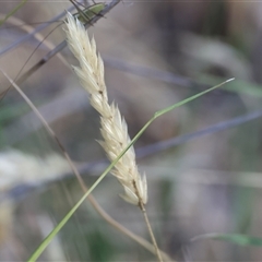 Unidentified Grass at Bandiana, VIC - 31 Dec 2024 by KylieWaldon