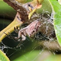 Badumna sp. (genus) (Lattice-web spider) at Bandiana, VIC - 30 Dec 2024 by KylieWaldon