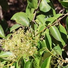 Ligustrum lucidum (Large-leaved Privet) at Bandiana, VIC - 31 Dec 2024 by KylieWaldon