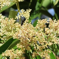 Ligustrum lucidum at Bandiana, VIC - 31 Dec 2024