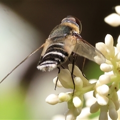 Villa sp. (genus) (Unidentified Villa bee fly) at Bandiana, VIC - 31 Dec 2024 by KylieWaldon