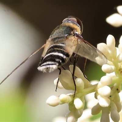 Villa sp. (genus) (Unidentified Villa bee fly) at Bandiana, VIC - 31 Dec 2024 by KylieWaldon