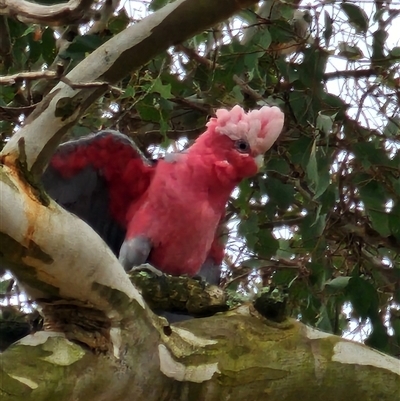 Eolophus roseicapilla (Galah) at Gundaroo, NSW - 2 Jan 2025 by Gunyijan