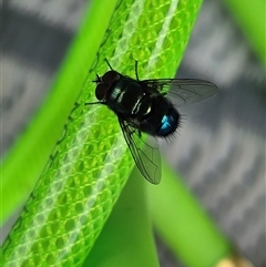 Rutiliini (tribe) (A bristle fly) at Kenilworth, QLD - 2 Jan 2025 by AaronClausen