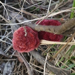 Tanaostigmodes sp. (genus) (Undescribed) (Bossiaea gall wasp) at Cotter River, ACT - 16 Nov 2024 by jmcleod