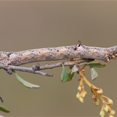 Geometridae (family) IMMATURE at Mongarlowe, NSW - 1 Jan 2025 by LisaH