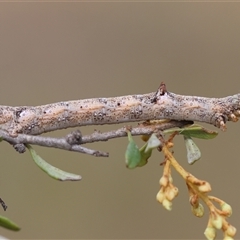 Scioglyptis lyciaria at Mongarlowe, NSW - 1 Jan 2025 by LisaH