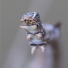 Geometridae (family) IMMATURE at Mongarlowe, NSW - suppressed