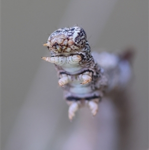 Geometridae (family) IMMATURE at Mongarlowe, NSW - suppressed