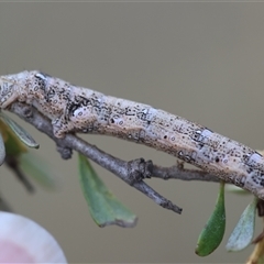 Geometridae (family) IMMATURE at Mongarlowe, NSW - suppressed