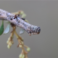 Geometridae (family) IMMATURE at Mongarlowe, NSW - suppressed