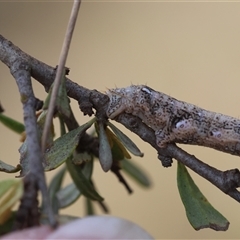 Geometridae (family) IMMATURE at Mongarlowe, NSW - suppressed