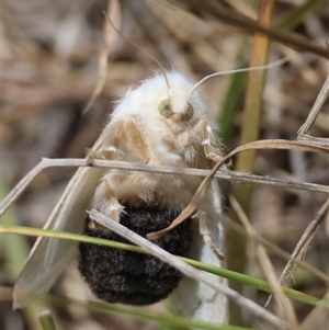 Doratifera pinguis (Pale Cup Moth) at Mongarlowe, NSW by LisaH